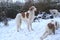 Noble Borzoi dog stands in a snowy garden with two other borzois around