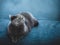 Noble cat lying on the sofa and looking up. British shorthair breed