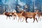 A noble deer with females in the herd against the background of a beautiful winter snow forest. Artistic winter landscape. Christm