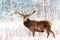 Noble deer male against the winter snow forest. Artistic winter christmas landscape