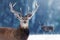 Noble deer male in winter snow forest. Winter christmas image