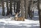 Noble deer in the winter forest