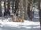 Noble deer in the winter forest