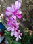 The Noble Dendrobium Orchid Flower