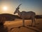 The Noble Gaze of the Arabian Oryx in Desert