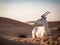 The Noble Gaze of the Arabian Oryx in Desert