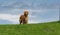 Noble Golden Retriever on the Hill