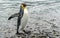 noble king penguin comes out of the sea in South Georgia wet - with drops of water on its plumage