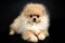 Noble Little Bear - German Pomeranian Spitz puppy