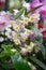 Noble orchid Dendrobium nobile star class white and pink flowers