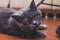 Noble proud cat lying on window sill. The British Shorthair with gray