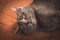 Noble proud cat lying on window sill. The British Shorthair with gray