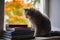 Noble Proud Cat sitting On Window Sill with books. The British Shorthair. Autumn time.
