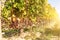 Noble rot of a wine grape,