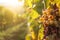 Noble rot of a wine grape,