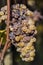 Noble rot of a wine grape, grapes with mold, Botrytis