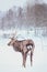 Noble Sika deer ,  Cervus nippon, spotted deer ,  walking in the snow on a white background