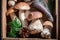 Noble and tasty wild mushrooms collected in the autumn