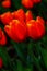 Noble tulips Dow jones