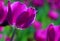 Noble tulips ï¼Œ Purple prince