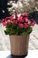 Noblegerie Pelargoniums on the Windowsill