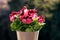 Noblegerie Pelargoniums on the Windowsill