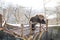 Noboribetsu, Japan, January 27, 2018: Hokkaido brown bear an attraction at Noboribetsu bear park during winter in Japan