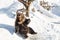 Noboribetsu, Japan, January 27, 2018: Hokkaido brown bear an attraction at Noboribetsu Bear Park during winter in Japan