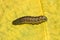 Noctua pronuba caterpillar on yellow leaf