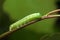 Noctuid caterpillar