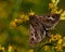 Noctuidae Cerapteryx graminis