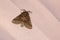 Noctuidae moth