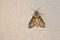 Noctuidae moth