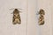 Noctuidae moth