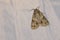 Noctuidae moth