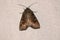 Noctuidae moth