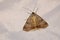 noctuidae moth