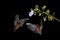 Nocturnal animal in flight with red feed flower. Wildlife action scene from tropic nature, Costa Rica.