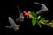 Nocturnal animal in flight with red feed flower. Wildlife action scene from tropic nature, Costa Rica. Night nature, Pallas`s Lon