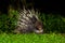 Nocturnal animals Malayan porcupine