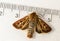 The nocturnal antler moth Cerapteryx graminis on a white background with a measuring tool