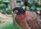 nocturnal curassow, Nothocrax urumutum