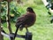 Nocturnal curassow, Nothocrax urumutum