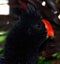 The nocturnal curassow is a species of bird in the family Cracidae.