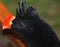 The nocturnal curassow is a species of bird in the family Cracidae.