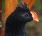 The nocturnal curassow is a species of bird in the family Cracidae.