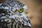 nocturnal, cute little owl, gray and yellow beak and white feathers