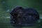 Nocturnal eurasian beaver gnawing in water in dark
