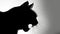 Nocturnal Fury: The Menacing Silhouette of a Stealthy Cat