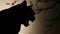 Nocturnal Fury: The Menacing Silhouette of a Stealthy Cat